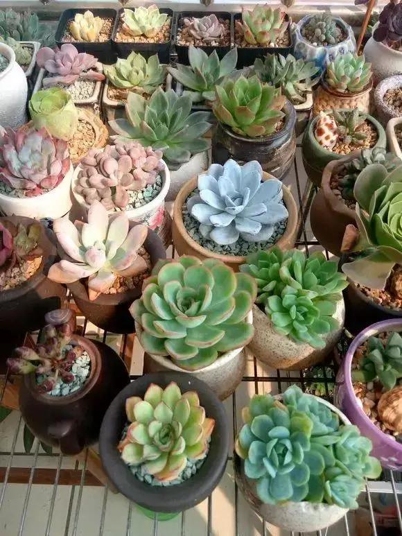 没时间出去玩养多肉,外出旅游多肉怎么办