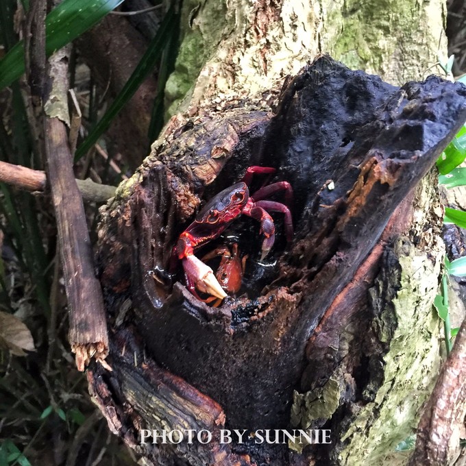 北纬十八度之三亚,北纬18度的旅行三亚游记