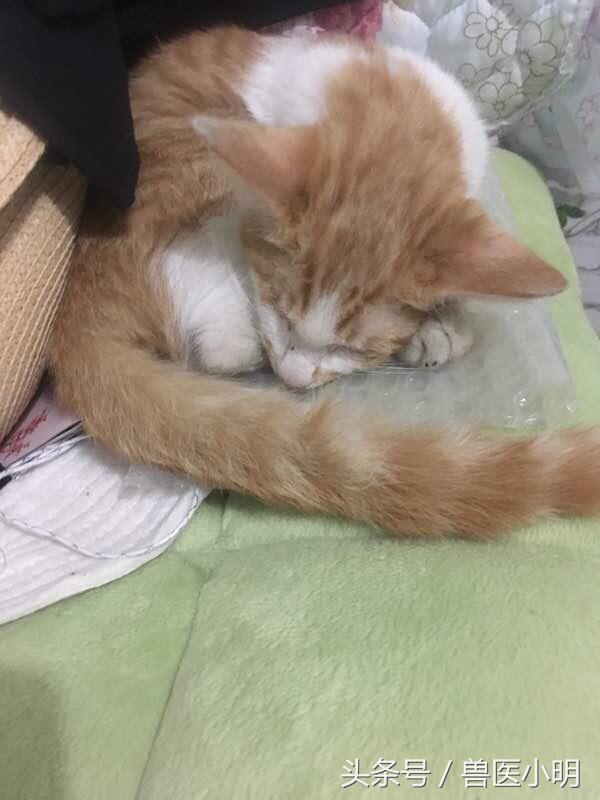 挖掉喵星人眼睛的那个人，你不会睡不着吗？还好有好心网友