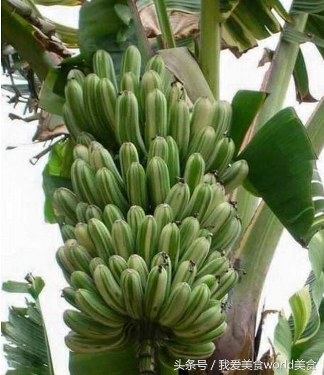 黄香蕉黑香蕉区别图,这些香蕉是给你的英语怎么说
