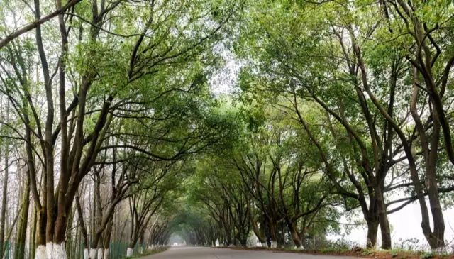 南昌公交最美沿途风景,最美公交路线南昌159