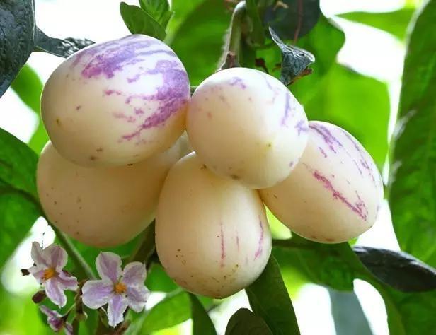 国庆节到成都旅游的朋友,四川特产有哪些可以带走送人的