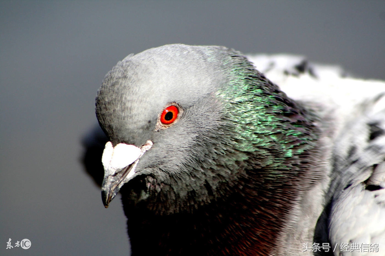 关于信鸽知识的讲解,信鸽知识大全