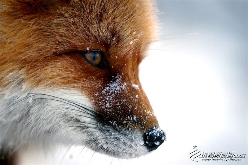 采矿工程师视频,采矿工程师拍摄的狐狸