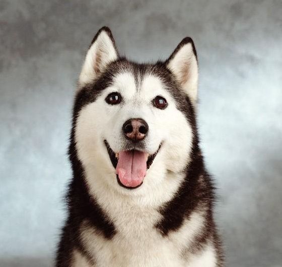哈士奇西伯利亚雪橇犬拉雪橇,哈士奇西伯利亚雪橇犬走秀