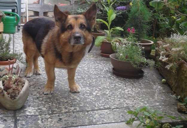 超级可爱的腊肠犬图,超级可爱的混血狗狗