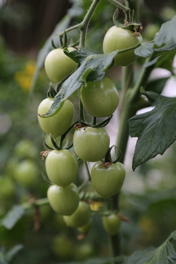 聚焦陕西蓝田泄湖镇,蓝田县洩湖镇发展规划