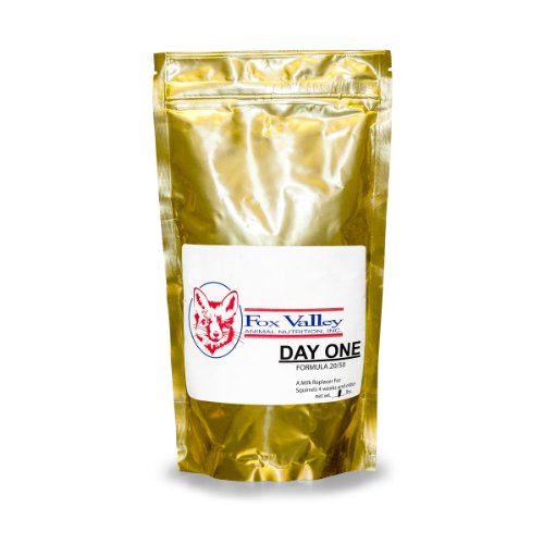 怎么合理养松鼠,大松鼠如何照顾小松鼠的