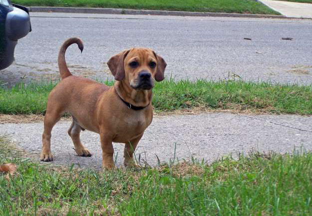 超级可爱的腊肠犬图,超级可爱的混血狗狗