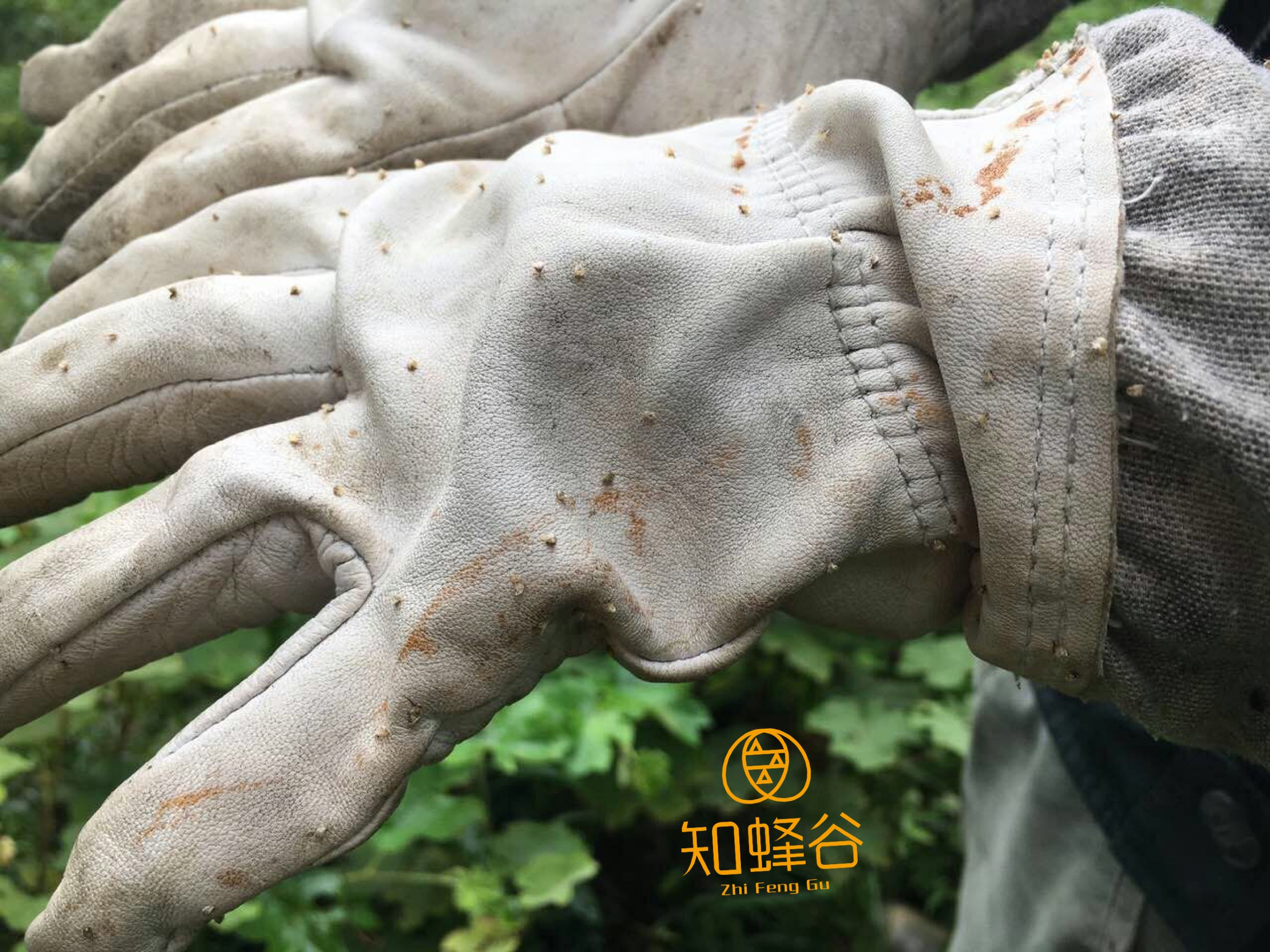 深山蜂谷悬崖土蜂蜜好吗,张家界知蜂谷养蜂