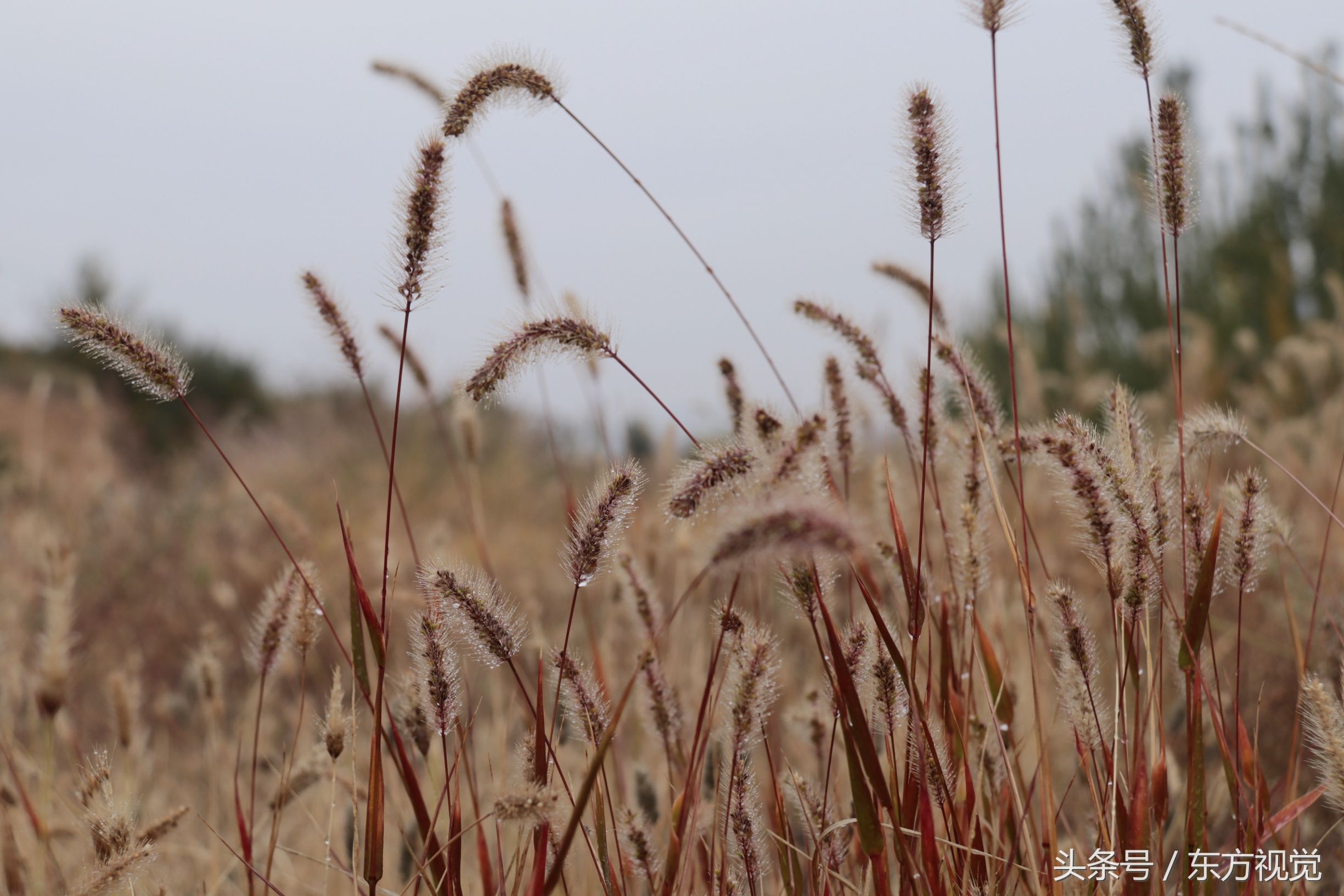 二十四节气寒露的介绍,寒露节气知识