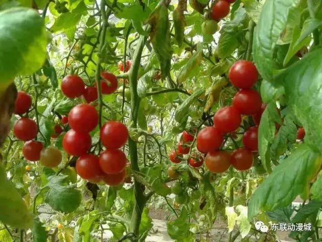 东联动漫城旅游攻略,东联影视动漫城旅游攻略