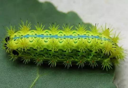 omg毛毛虫,omg吃虫子完整版