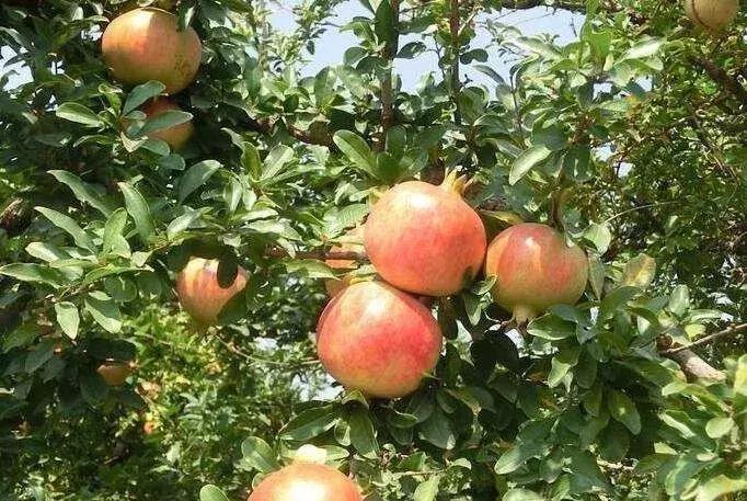 大家好，今天给大家介绍一下，这是风物君特别爱吃的——石榴