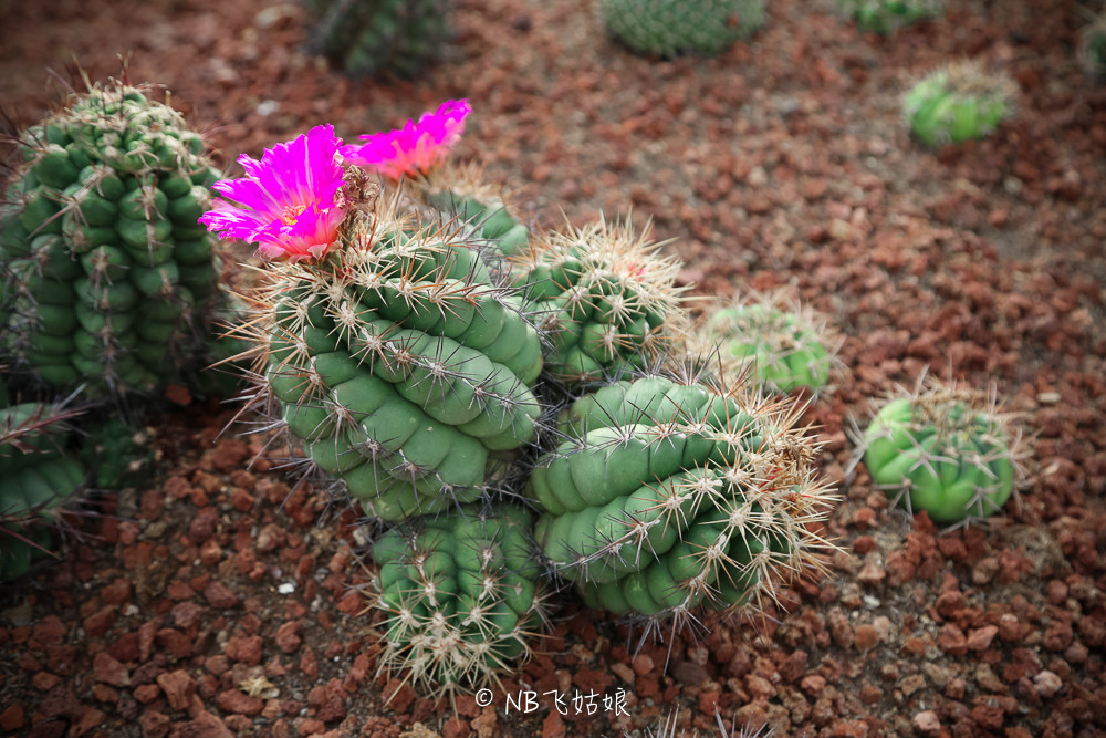 南通适合亲子游玩的园区,南通绿博园旁边游玩的地方