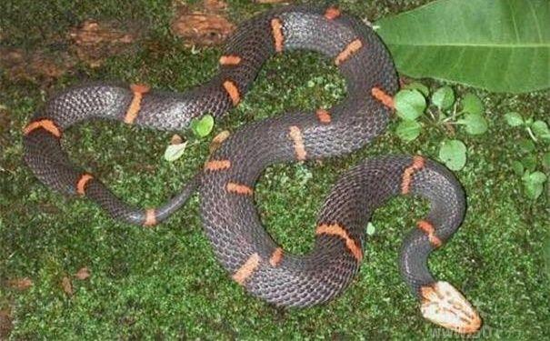 喜马拉雅白头蛇,喜马拉雅白头蝰是多少级