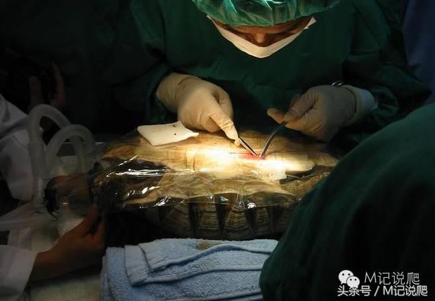 苏卡达陆龟乌龟卡脖子,苏卡达陆龟下颚裂开