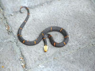 喜马拉雅白头蛇,喜马拉雅白头蝰是多少级