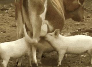 学会这招一百杯不醉,泡妹打野教学