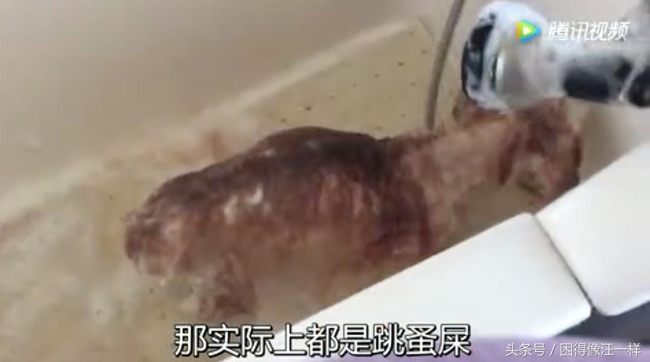 洗澡的时候狗狗浑身是血，居然是寄生虫作怪