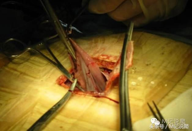 苏卡达陆龟乌龟卡脖子,苏卡达陆龟下颚裂开