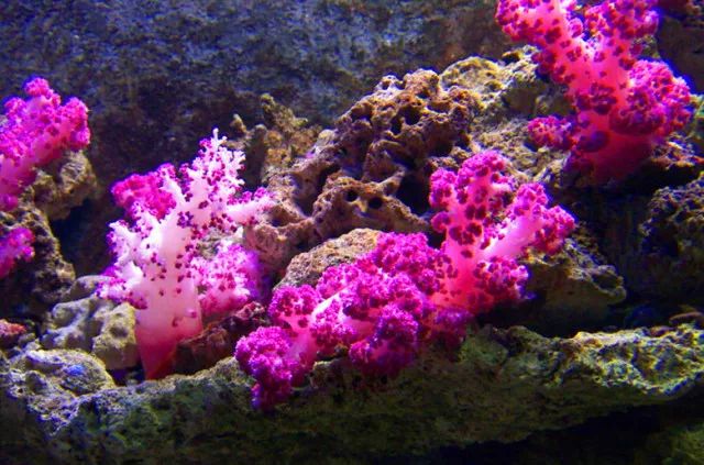 广东怀集县龙岩洞著名景点,广东溶洞旅游攻略大全