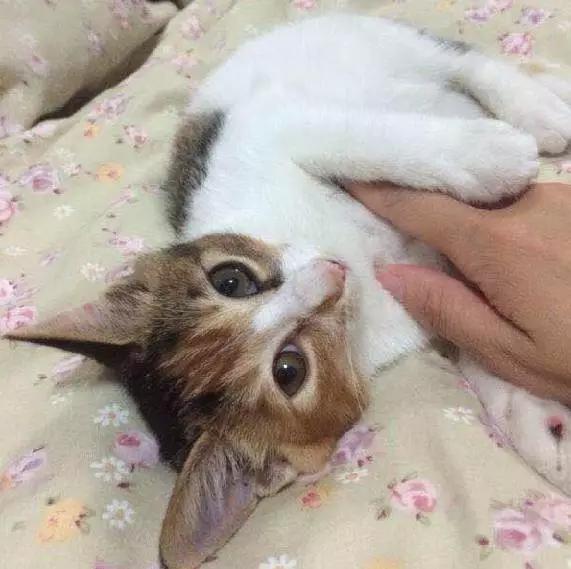 上海市领养流浪动物的地方在哪里,上海市领养小猫的地方