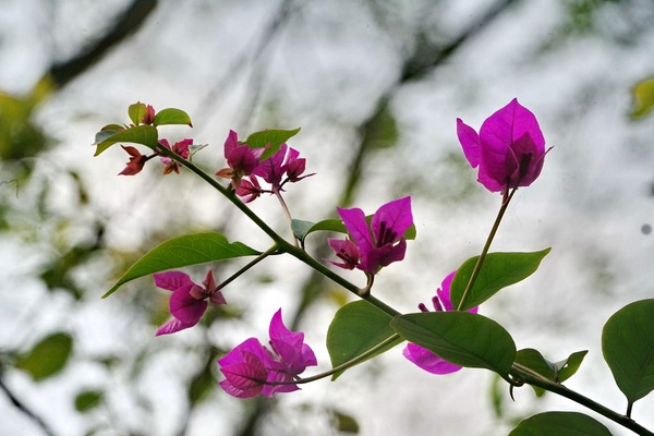 邛崃平乐古镇,邛崃市平乐古镇的文化历史