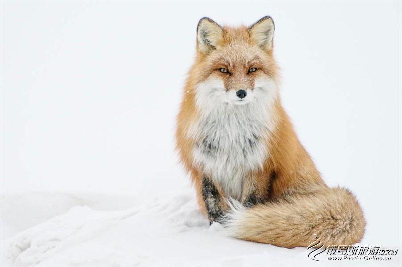 采矿工程师视频,采矿工程师拍摄的狐狸