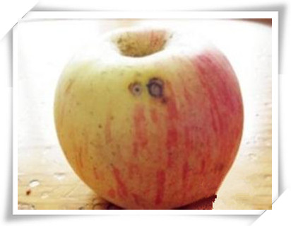 生病水果能吃吗,带伤能吃鱼吗