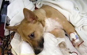 狗狗不吃不喝，你一定要警惕啦！