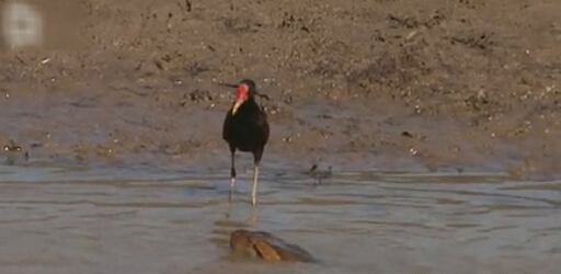 亚马逊河十大恐怖动物森蚺,巨型森蚺和巨型鳄鱼谁厉害