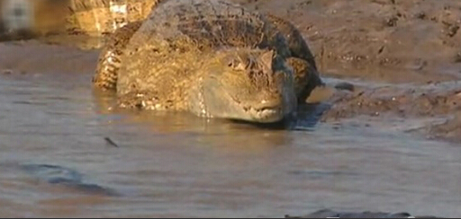 最大的鳄鱼和森蚺,巨型森蚺和巨型鳄鱼谁厉害