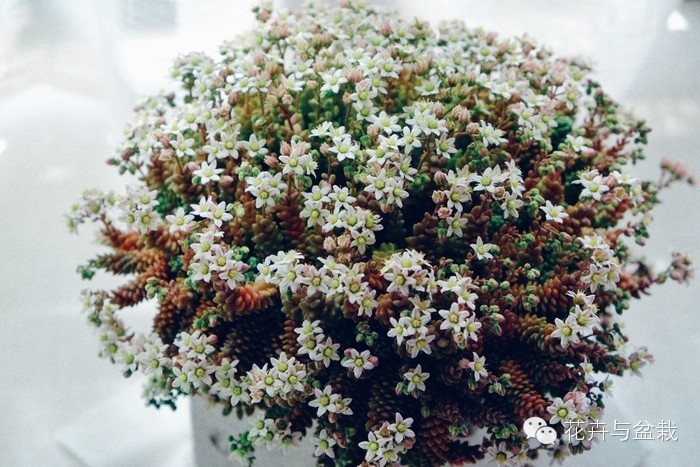 旋叶姬星美人大盆,姬星美人多肉