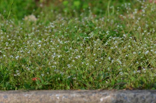 植物傻傻分不清,植物界的姐妹花