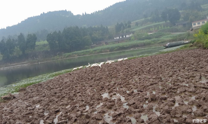 八一水库钓草鱼,八一水库钓青稍