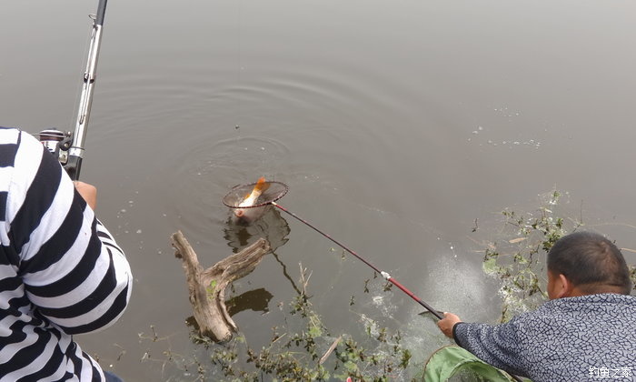 八一水库钓草鱼,八一水库钓青稍