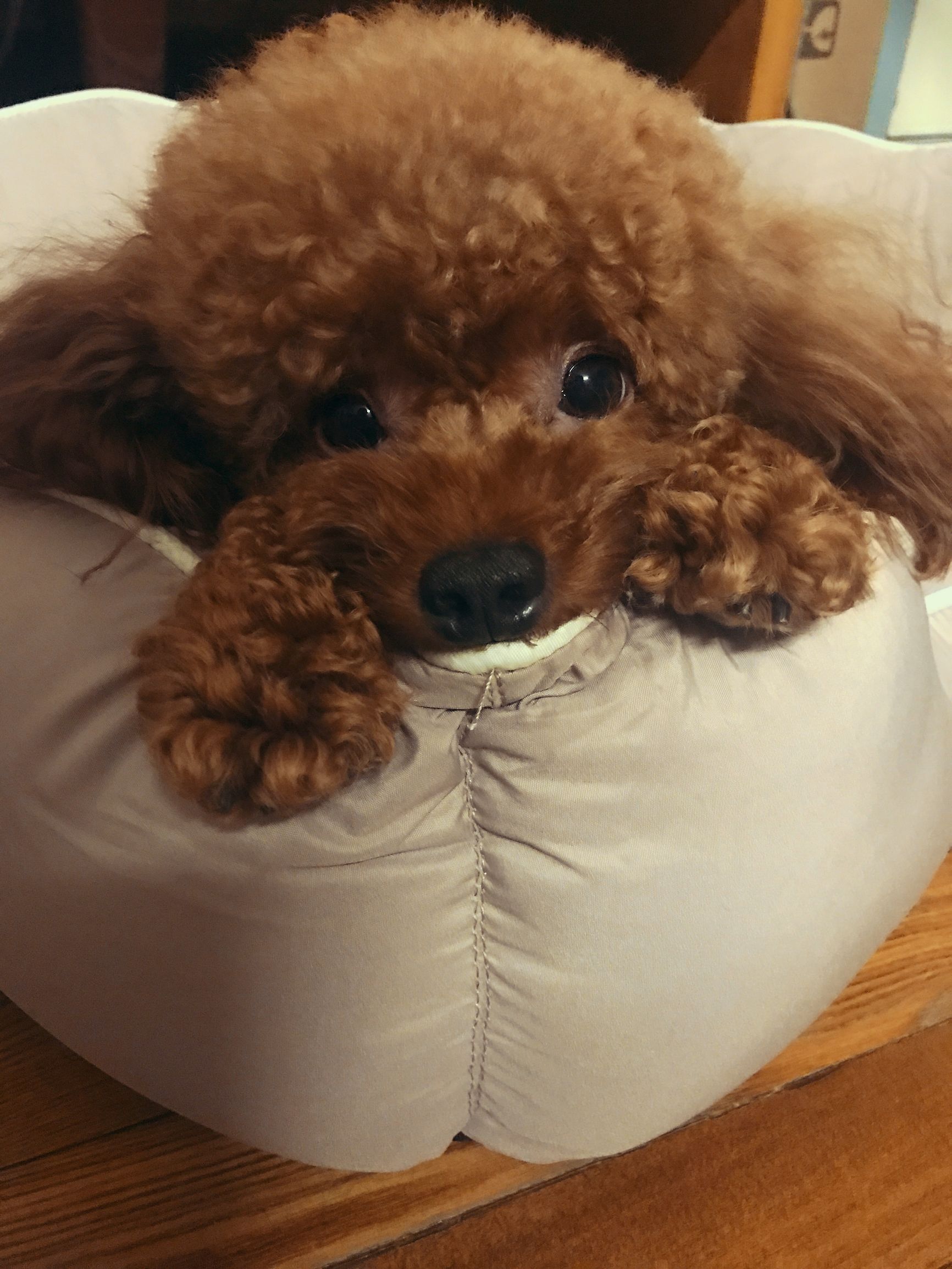 泰迪犬纯种幼犬大约多少钱一只啊,一只纯种泰迪多少钱