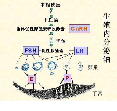 月经推迟是正常的吗,感冒推迟月经正常吗
