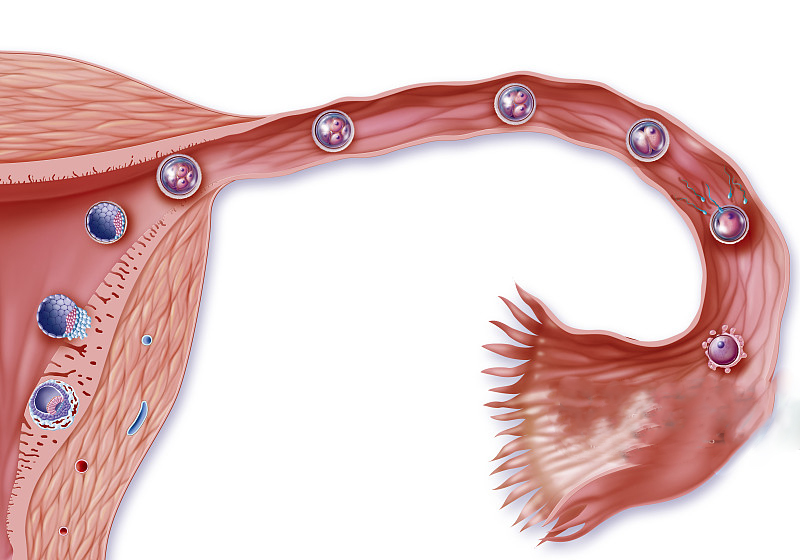 正确受孕方式是什么,辅助受孕流程