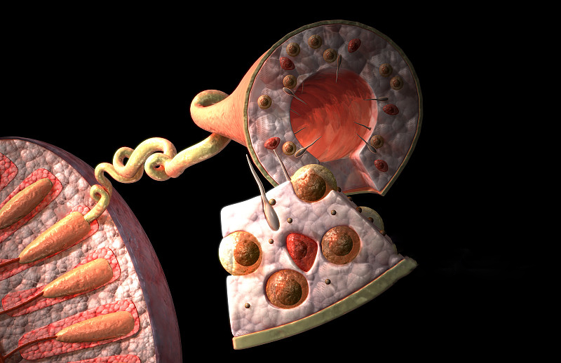 正确受孕方式是什么,辅助受孕流程