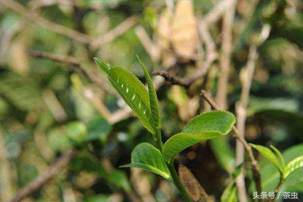 十大经典普洱茶排行榜,十大名寨普洱茶