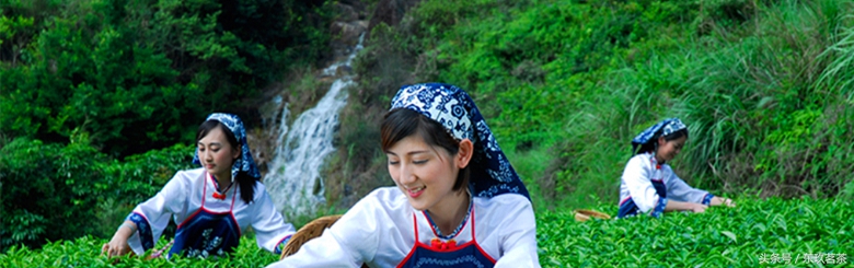 安溪铁观音精品乌龙茶,茶中极品安溪铁观音