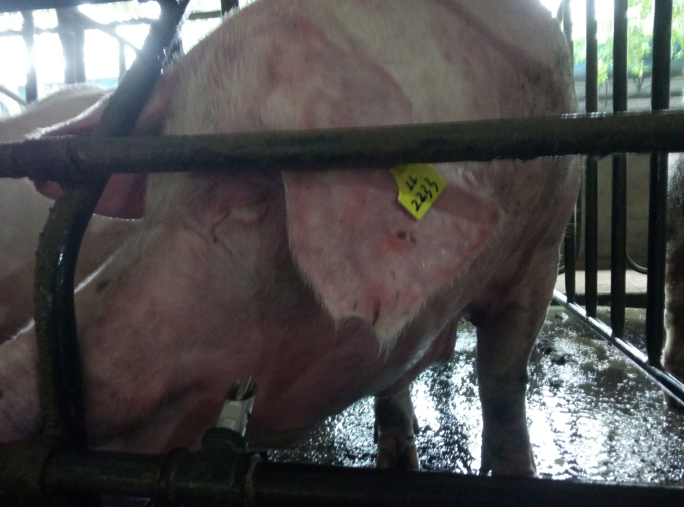 给猪打疫苗结果打到自己腿上了,给猪打疫苗手麻