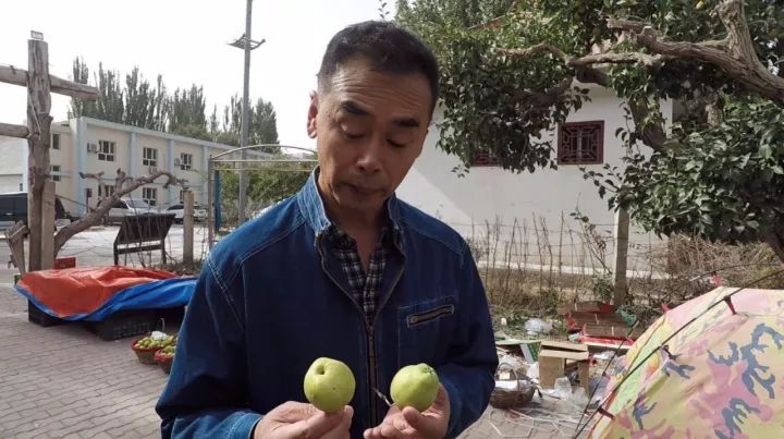 库尔勒的香梨能辨“雌雄”，塔克拉玛干沙漠的胡杨林经历天使之吻