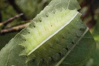 omg毛毛虫,omg吃虫子完整版