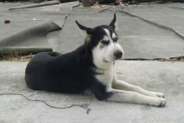 狗被蜜蜂蛰了脸都肿了哈士奇,哈士奇被蜜蜂蛰前后的图片