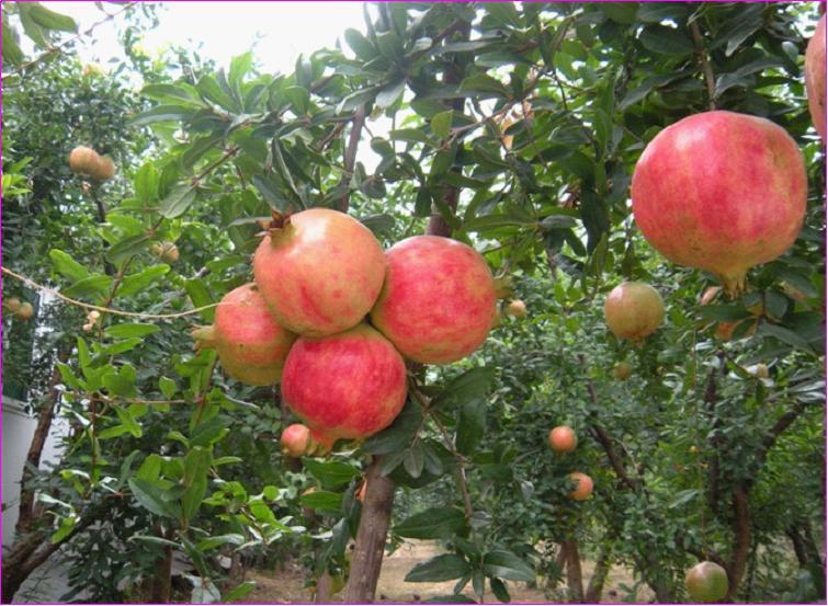 粒粒晶莹如珍珠，四大功效护健康，食之美味口水流