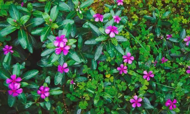 鹿晗关晓彤定情之作,鹿晗关晓彤相恋过程