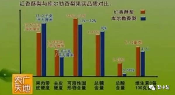 真假香梨,真假库尔勒香梨区别